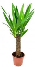 Juka Yucca Palma P14 - Kwiaty i rośliny pokojowe