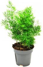 Zdjęcie Asparagus Densiflorus Cwebe Szparag P12 - Iwonicz-Zdrój