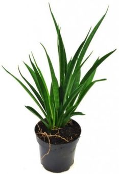 Sansevieria Kirkii Sansewieria Wężownica P10