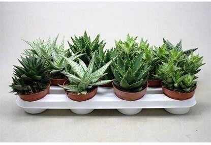 Obi Aloesy Rne Odmiany Aloe Sp. - Ceny i opinie - Ceneo.pl