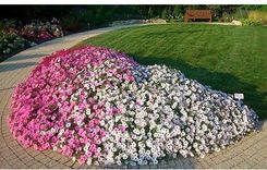 Zdjęcie Supertunia Vista - Łódź