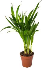 Obi Palma Areka Areca Dypsis Wys Cm Don Cm Ceny I Opinie Ceneo Pl