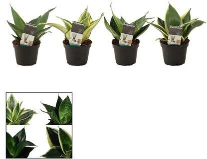 Obi Sansevieria Hani Wys. 10cm Don. 6cm - Ceny i opinie - Ceneo.pl