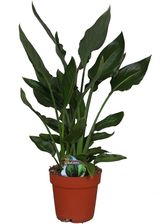 Zdjęcie Obi Strelicja Strelizia Reginea Wys. 110cm Don.28cm - Blachownia