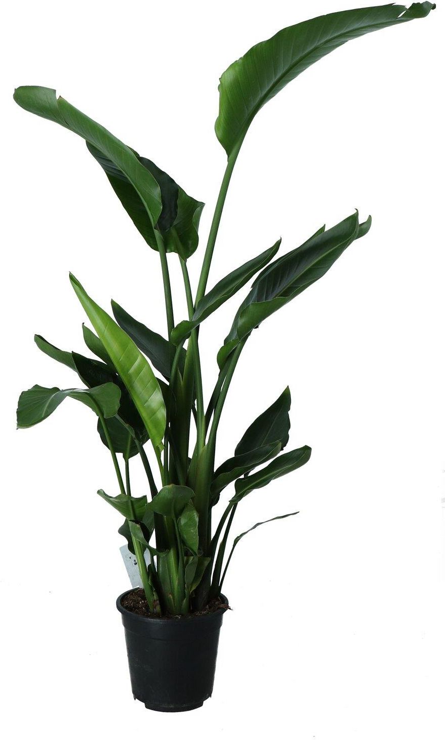 Obi Strelicja Biaa Strelitzia Nicola Wys.100cm - Ceny i opinie - Ceneo.pl
