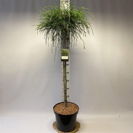 Obi Thuja Plic Whipecord Na Pniu Wys. 115-125cm Don. 10L - Ceny i opinie -  Ceneo.pl