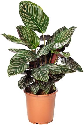 Obi Kalatea Calathea Mix Odmian Wys. 30 - 40cm - Ceny i opinie - Ceneo.pl