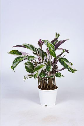 Obi Kalatea Calathea Fusion White Wys. 40cm - Ceny i opinie - Ceneo.pl