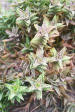 Zdjęcie Aloe Squarrosa Rzadki Aloes P8 - Łańcut