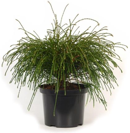 wisteria macrobotrys Buy Wisteria floribunda 'Macrobotrys' Lavender Japanese Wisteria  Mr Maple   Buy Japanese Maple Trees