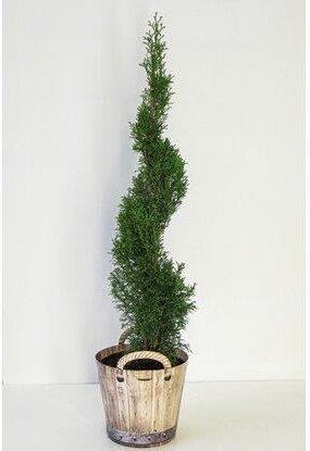 warzen thuja urtinktur Warz weg! Tinktur – Drogerie Ebnat-Kappel main image 1