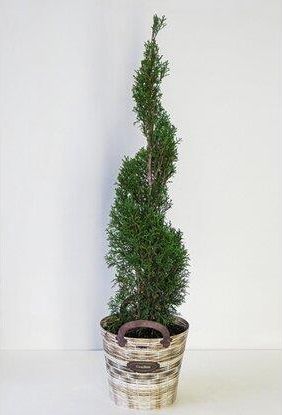 Obi Tuja Thuja Sp. 26cm - Ceny i opinie - Ceneo.pl