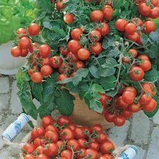 Pomidor Cherry Vilmakiepenkerl