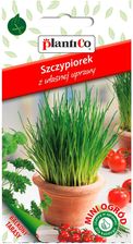 Zdjęcie Szczypiorek Mini Ogród - Jedlina-Zdrój