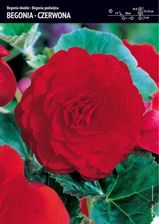Begonia Bulwiasta Podwójna Czerwona 3 Szt.