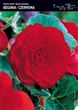 Begonia Podwójna - Czerwona 3 szt.
