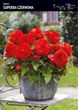 Begonia Superba - Czerwona 3 szt.