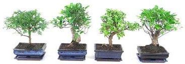 Obi Drzewko Bonsai Poziome Z Podstawk Wysoko 25cm - Ceny i opinie -  Ceneo.pl