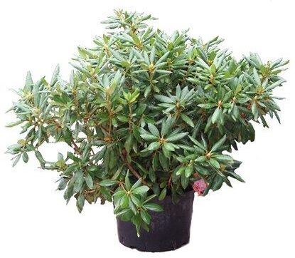 olivenbaum olea europaea kaufen Olivenbaum 'Cultivo' – Olea europaea – 220 cm kaufen – Luna's Leaf Co main image 0