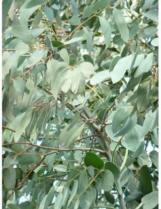 Obi Eucalyptus Mix Wys. 30cm Don. 12cm