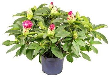 Rhododendron Hortinno Xxl 50cm - Ceny i opinie - Ceneo.pl