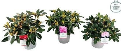 rhododendron golden Rhododendron Golden Wit 1gal main image 1