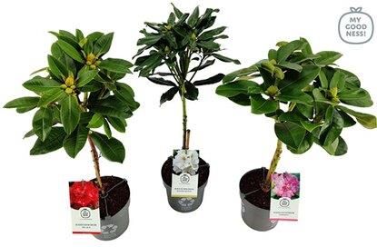 Obi Rhododendron Na Pniu Mix Wys. 70-75cm Don. 19cm - Ceny i opinie -  Ceneo.pl