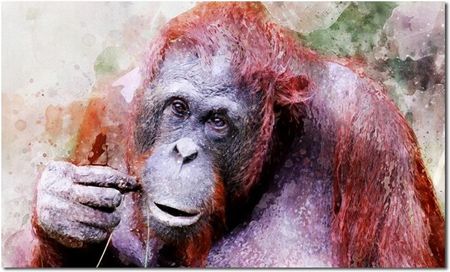 Obraz Orangutan 1 120X70Cm Loft Na Płótnie Małpa 11764451563