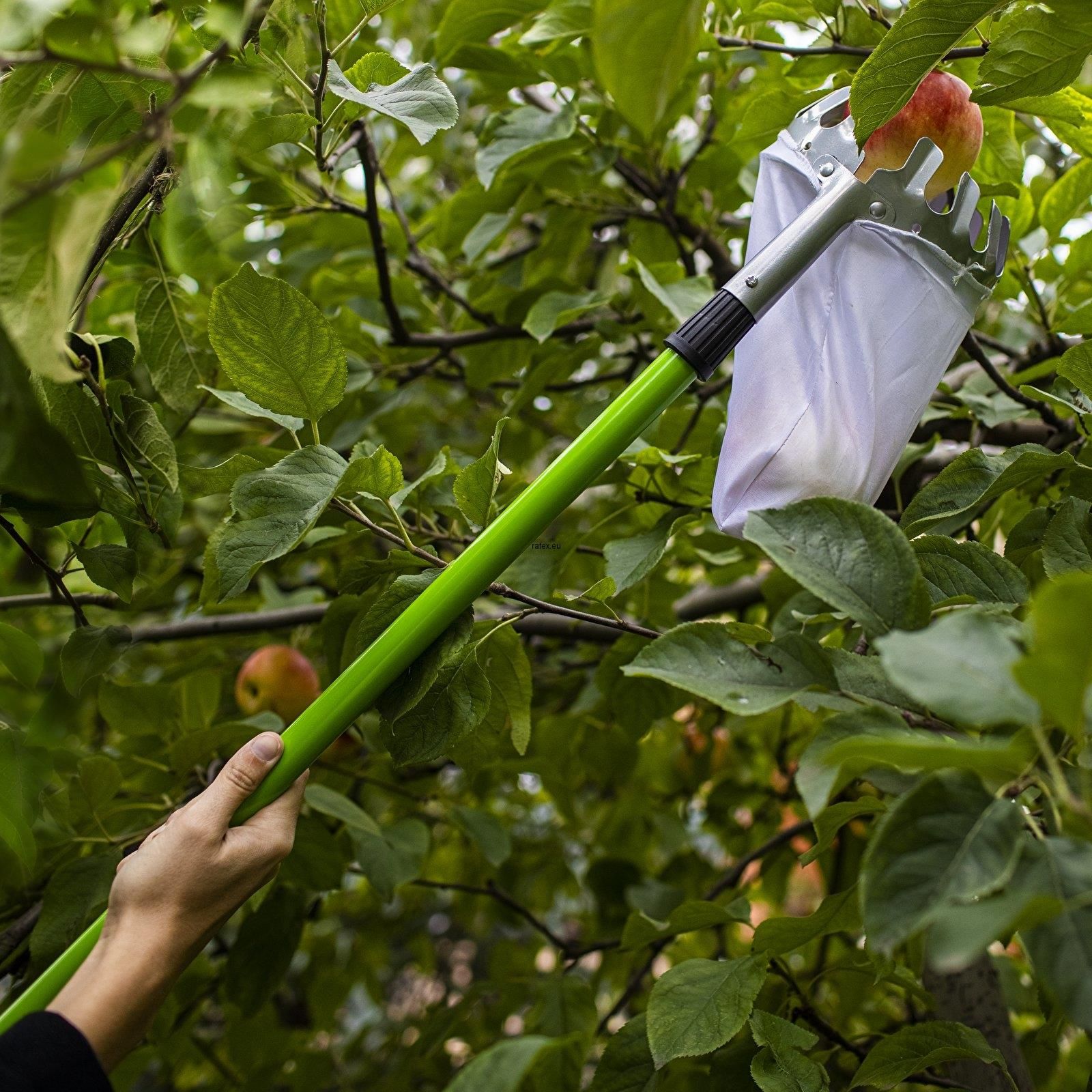 Zbierak Do Owoców Z Teleskopowym Trzonkiem - zdjęcie 1 Zbierak Do Owoców Z Teleskopowym Trzonkiem