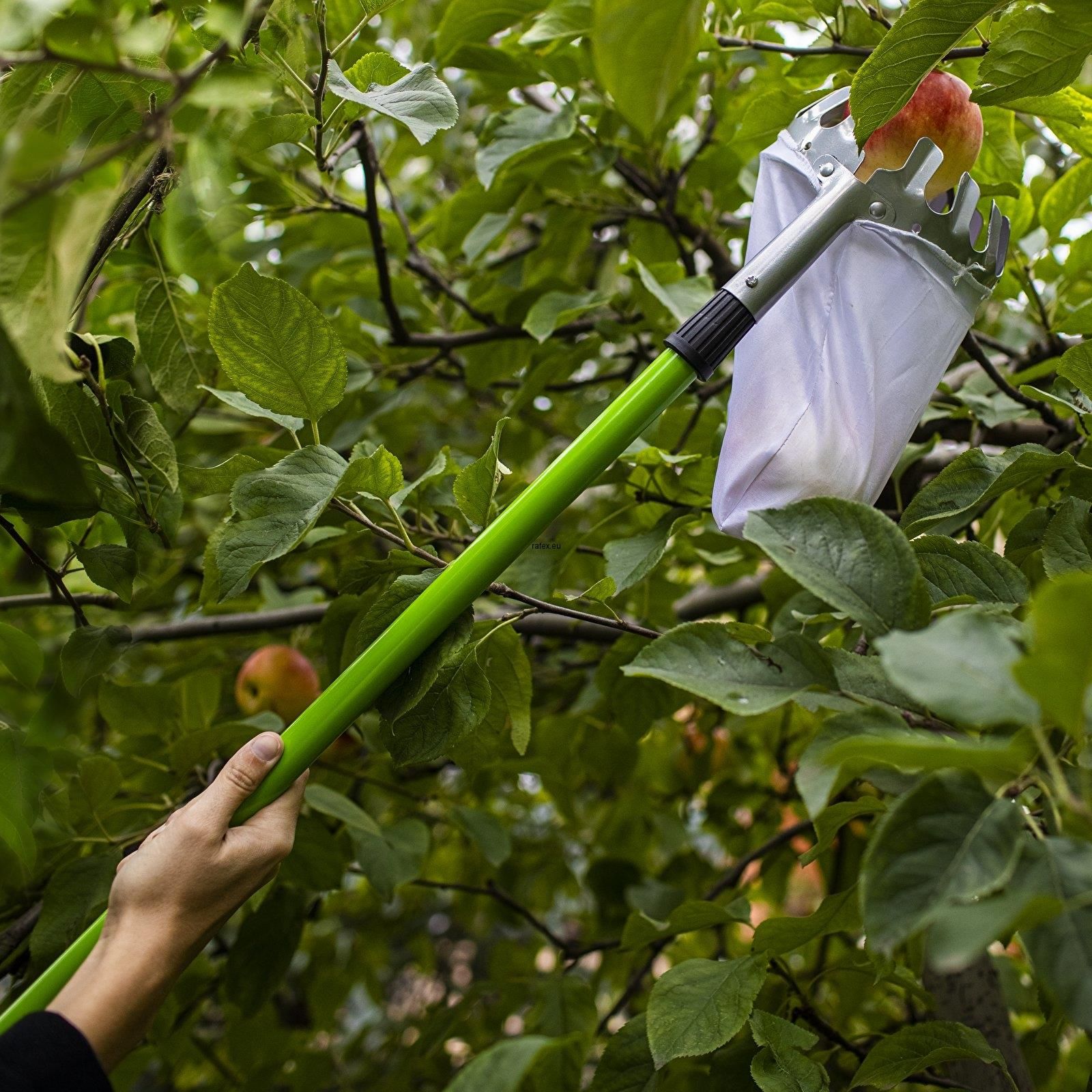 Zbierak Do Owoców Z Teleskopowym Trzonkiem