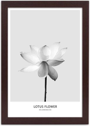 Carogroup Plakat Biały Kwiat Lotosu 70X100 1025243970
