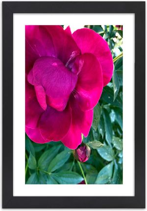 Carogroup Plakat Różowy Duży Kwiat 70X100 1025246358