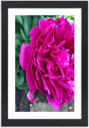 Carogroup Plakat Różowy Duży Kwiat 70X100 1025246363