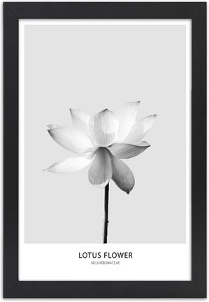 Carogroup Plakat Biały Kwiat Lotosu 70X100 1025246584