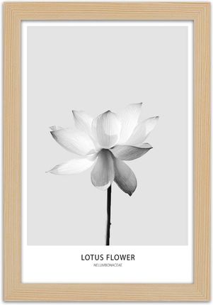 Carogroup Plakat Biały Kwiat Lotosu 70X100 1025249132