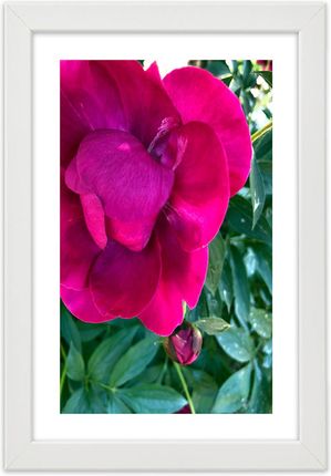 Carogroup Plakat Różowy Duży Kwiat 70X100 1025241132