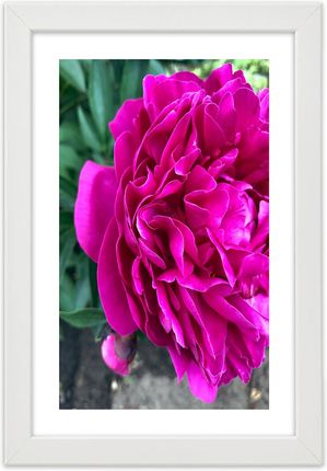 Carogroup Plakat Różowy Duży Kwiat 70X100 1025241138