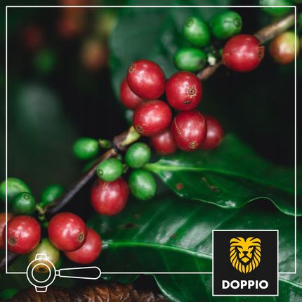 Kawa Ziarnista Doppio Grand Espresso 3 x 1kg - zdjęcie 4