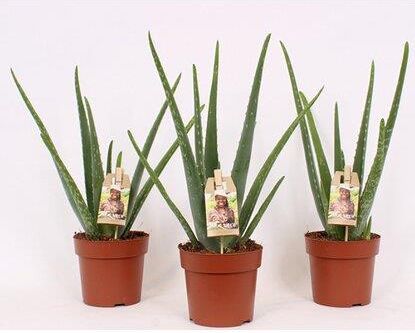 Obi Aloe Vera Wys. 40Cm - Ceny i opinie - Ceneo.pl