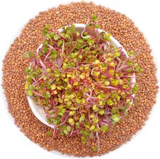 Zdjęcie Winoszarnia Kiełki Rzodkiewka Red Coral 100g - Wolbórz