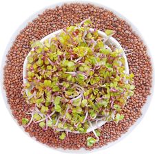 Zdjęcie Winoszarnia Kiełki Rzodkiewka China Rose 100g - Szadek