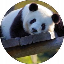 Opłatek na Tort 29 cm Zwierzęta Miś Panda Urodziny (09828560) - zdjęcie 1