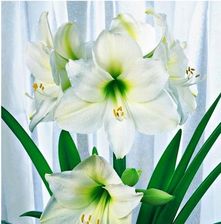 https://image.ceneostatic.pl/data/products/128043306/f-hippeastrum-amarylis-mount-blanc-1szt.jpg