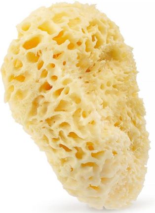 HHUUMM Naturalna gąbka morska żółta 01H 17,5cm