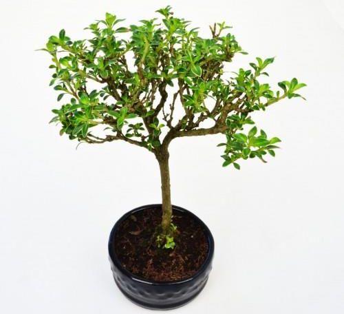 bonsai lime tree Australian Finger Lime