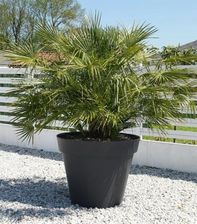 Zdjęcie Palma Chamaerops Humilis Karłatka Niska P14 - Rzeszów