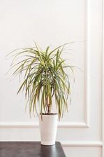 Zdjęcie Dracena Marginata Bicolor Dwukolorowy P11 - Rzeszów