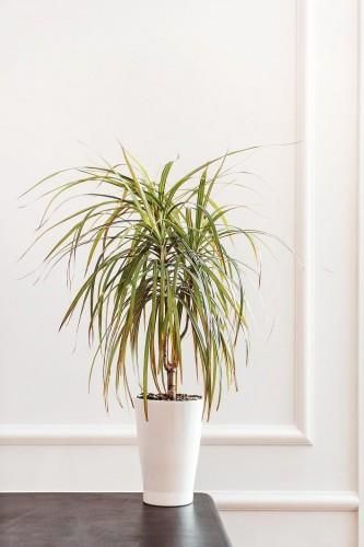 Zdjęcie Dracena Marginata Bicolor Dwukolorowy P11 - Rzeszów