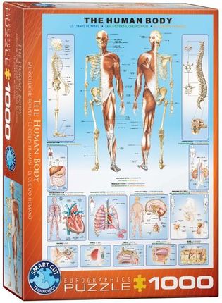 Eurographics 1000El. The Human Body 6000-1000