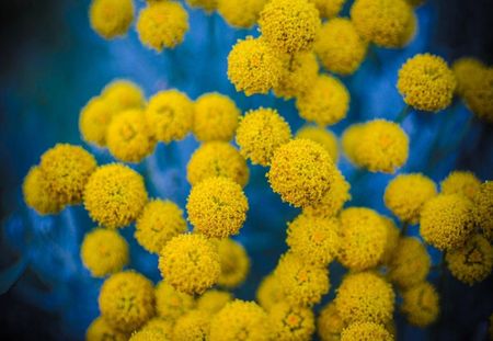 Tapeta flizelinowa Żółte kwiaty - 152x104